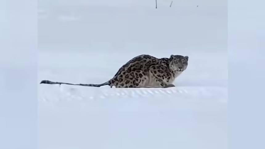 Snow Leopard Incident Highlights Importance of Wildlife Safety in China’s Ski Regions
